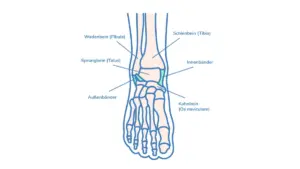 Anatomische Illustration des Sprunggelenks in Frontalansicht