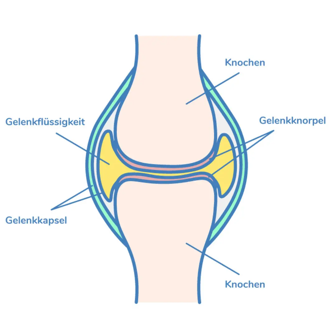 Illustration eines Gelenks inklusive Gelenkkapsel, Synovia und Gelenkknorpel.
