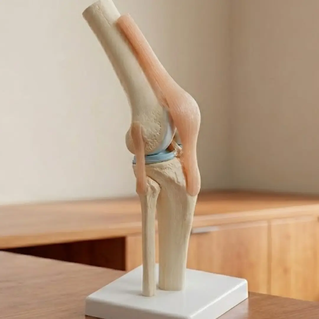 Anatomisches Modell eines Kniegelenks