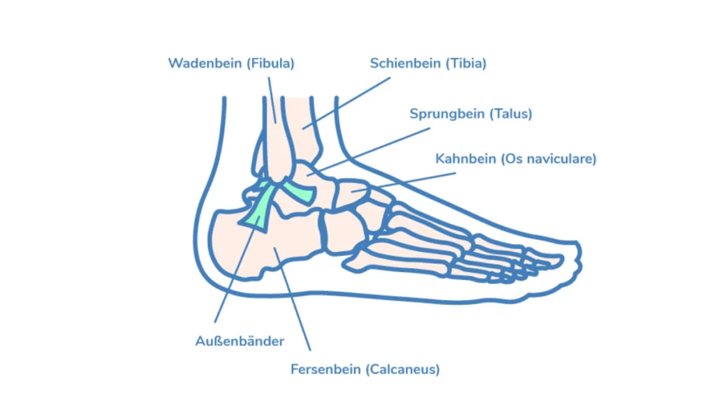 Anatomische Illustration des äußeren Sprunggelenks