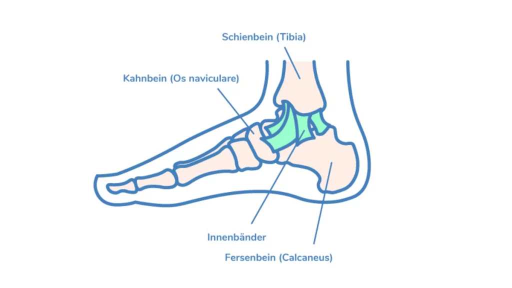 Anatomische Illustration des inneren Sprunggelenks