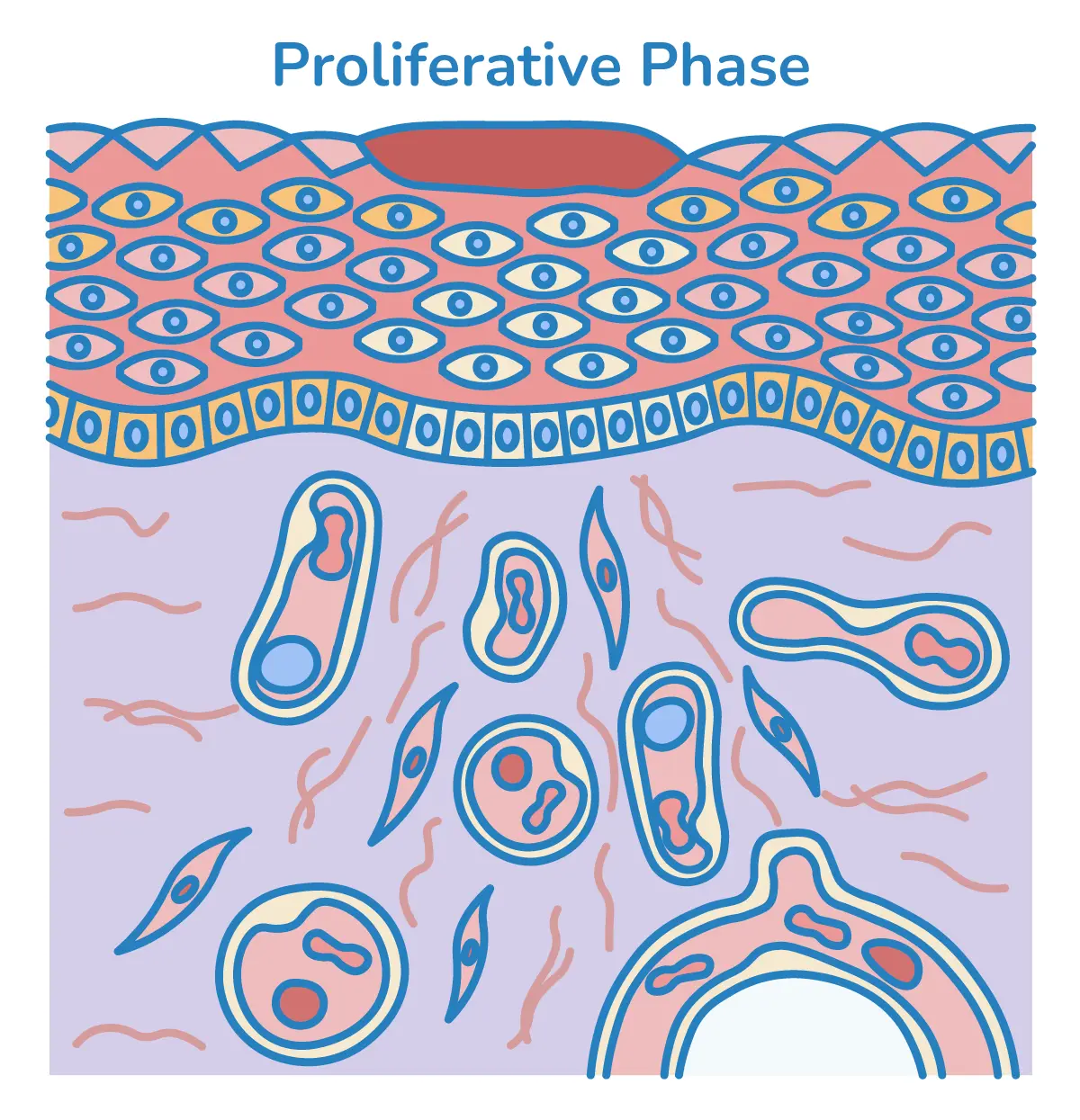 Illustration der Proliferationsphase der Wundheilung.