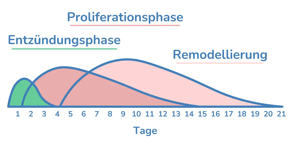 Illustration der Wundheilungsphasen nach OP