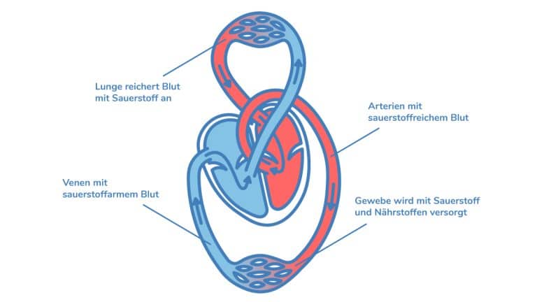 Herz-Kreislauf-System Blutkreislauf